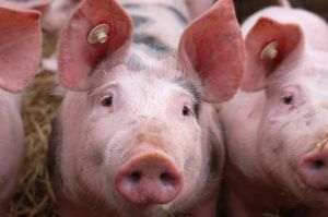 INS: Efectivele de porcine au scăzut cu 3,2%, la 1 mai 2025, faţă de anul trecut, la 2,92 milioane capete